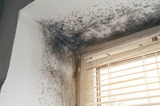 Affordable Mold Removal solutions in Wenonah, NJ